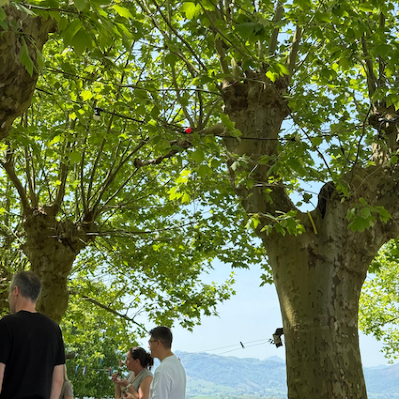 arbre bergerie